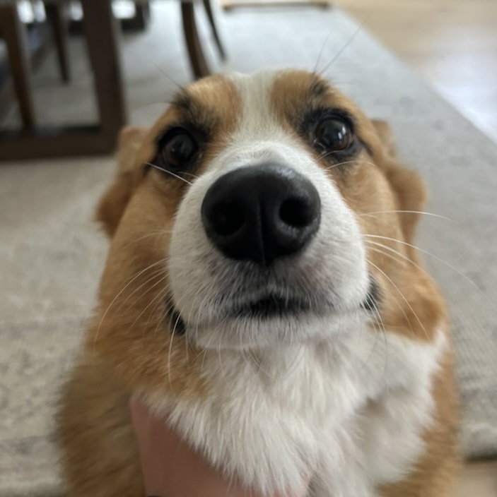 Reference photo of a corgi looking at the camera